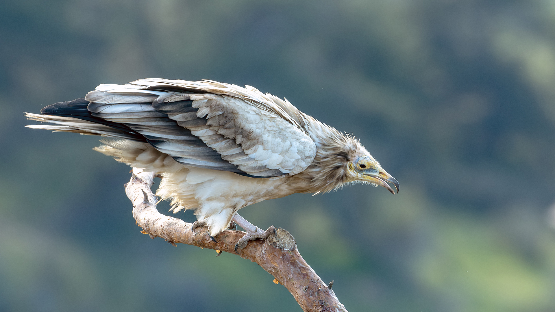 Egyptian Vulture
